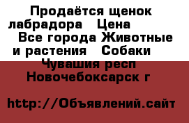 Продаётся щенок лабрадора › Цена ­ 30 000 - Все города Животные и растения » Собаки   . Чувашия респ.,Новочебоксарск г.